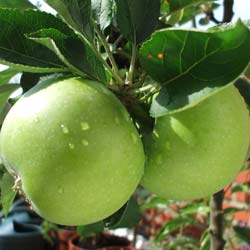 Pommier 'Granny Smith'